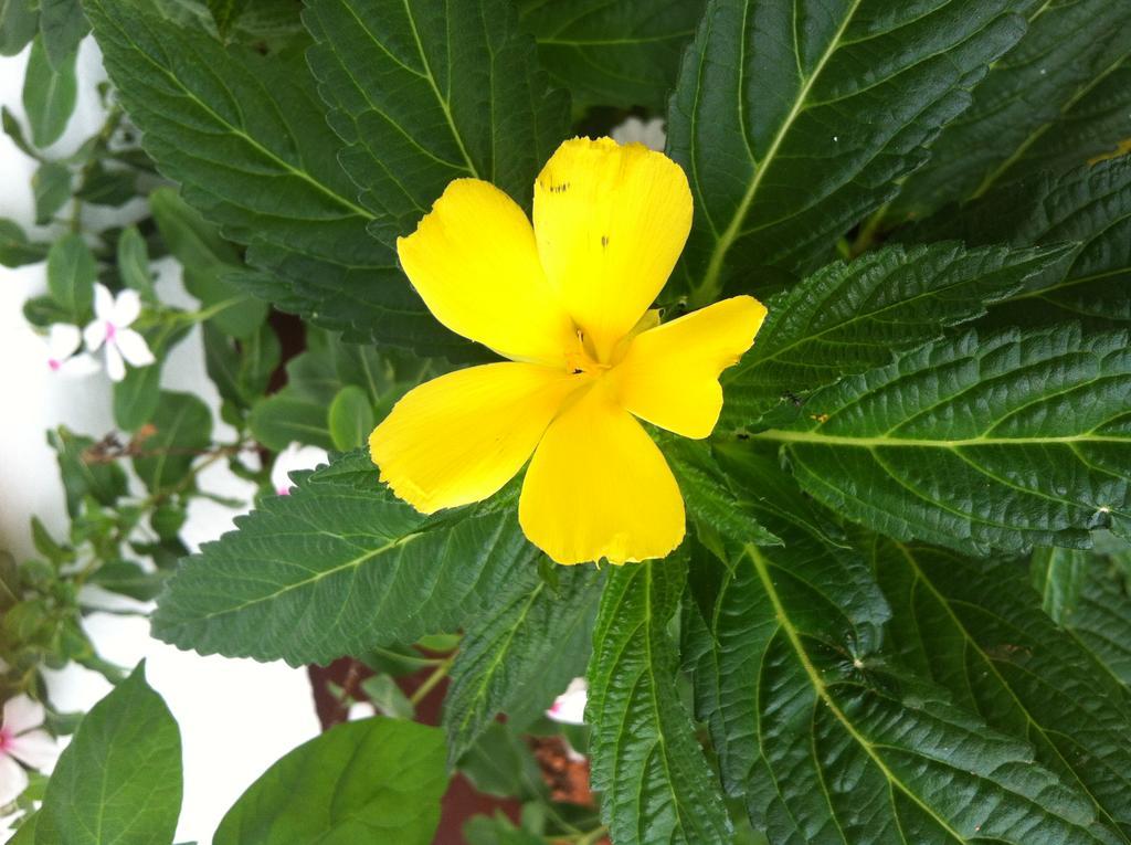 Seychelles Yellow Petals Anse Boileau Exterior foto