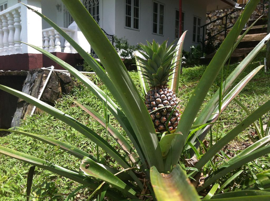 Seychelles Yellow Petals Anse Boileau Exterior foto
